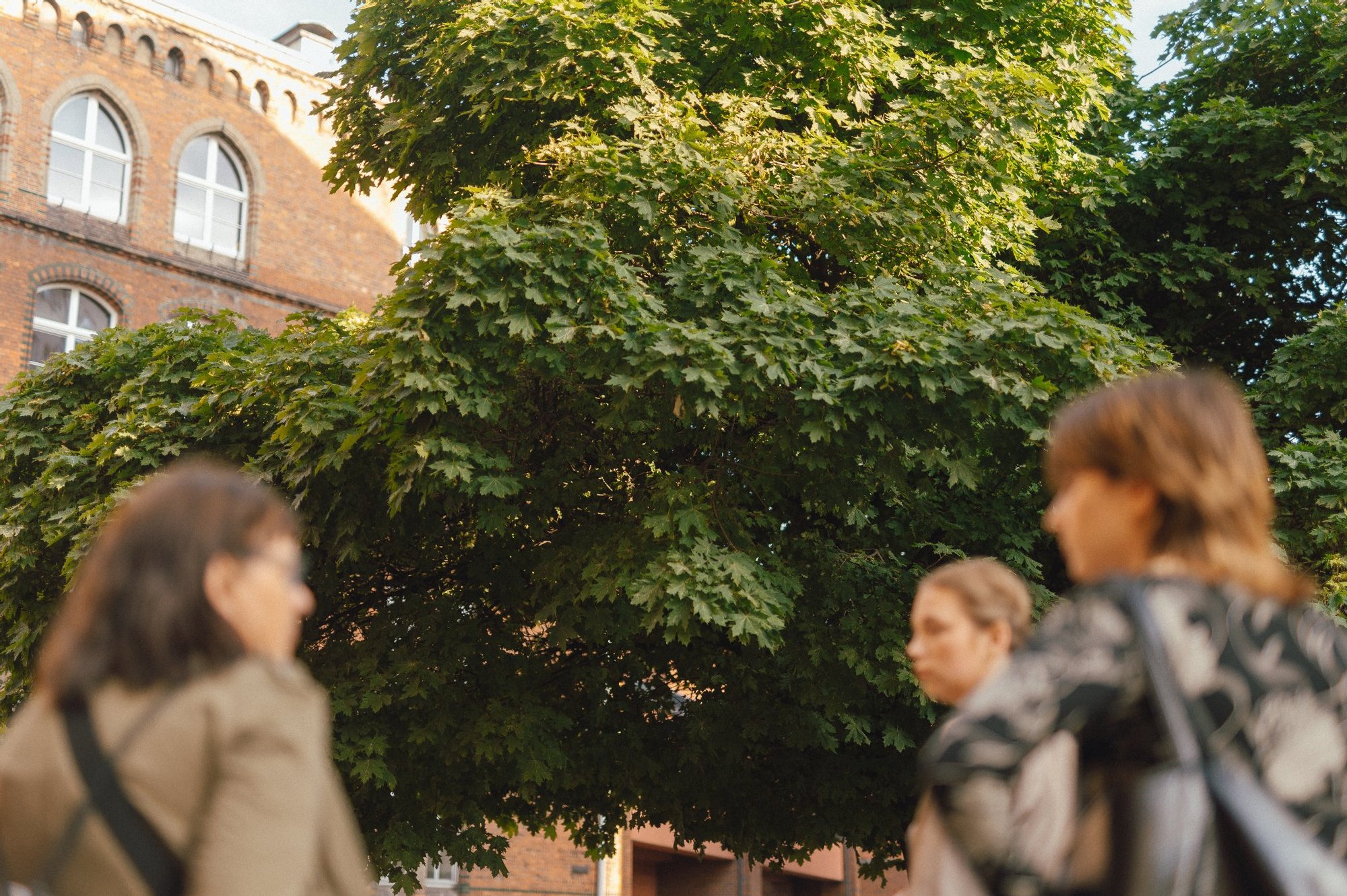 zdjęcie: Marcin Szczygieł Pod wielkim kasztanowcem stoją trzy osoby. Ostrość zdjęcia utrzymana jest na drzewie, postaci są niewyraźne.